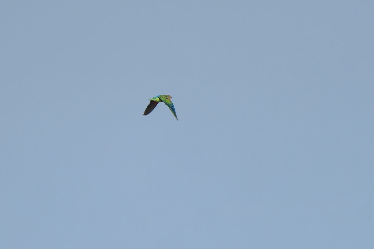 Blue-rumped Parrot - ML638059830