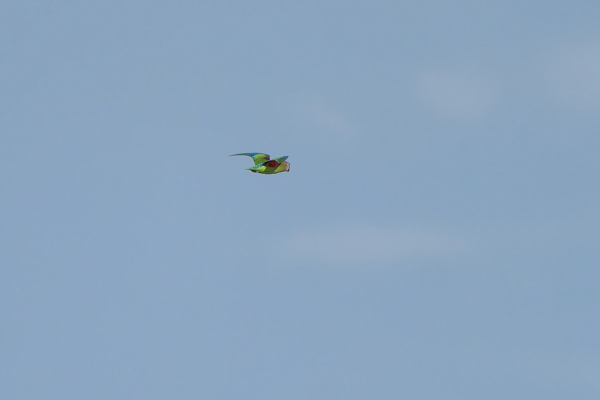 Blue-rumped Parrot - ML638059831