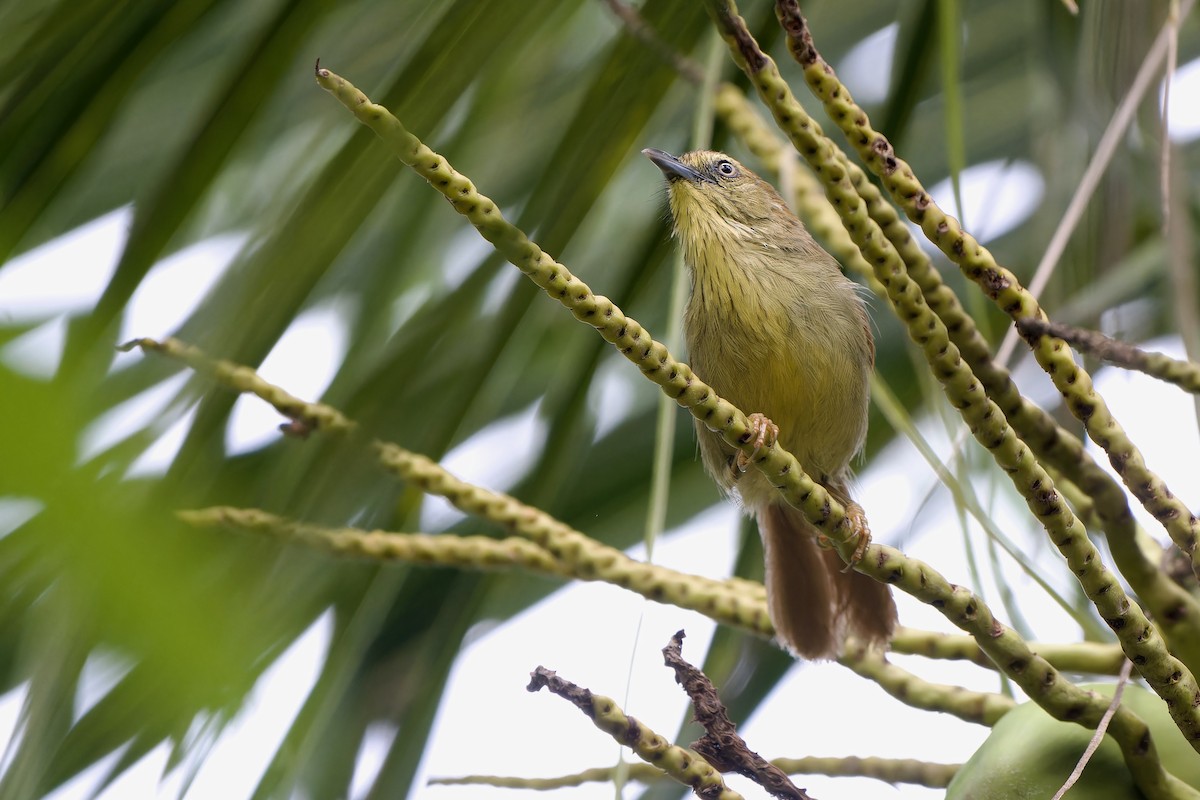 Pin-striped Tit-Babbler (Pin-striped) - ML638059851