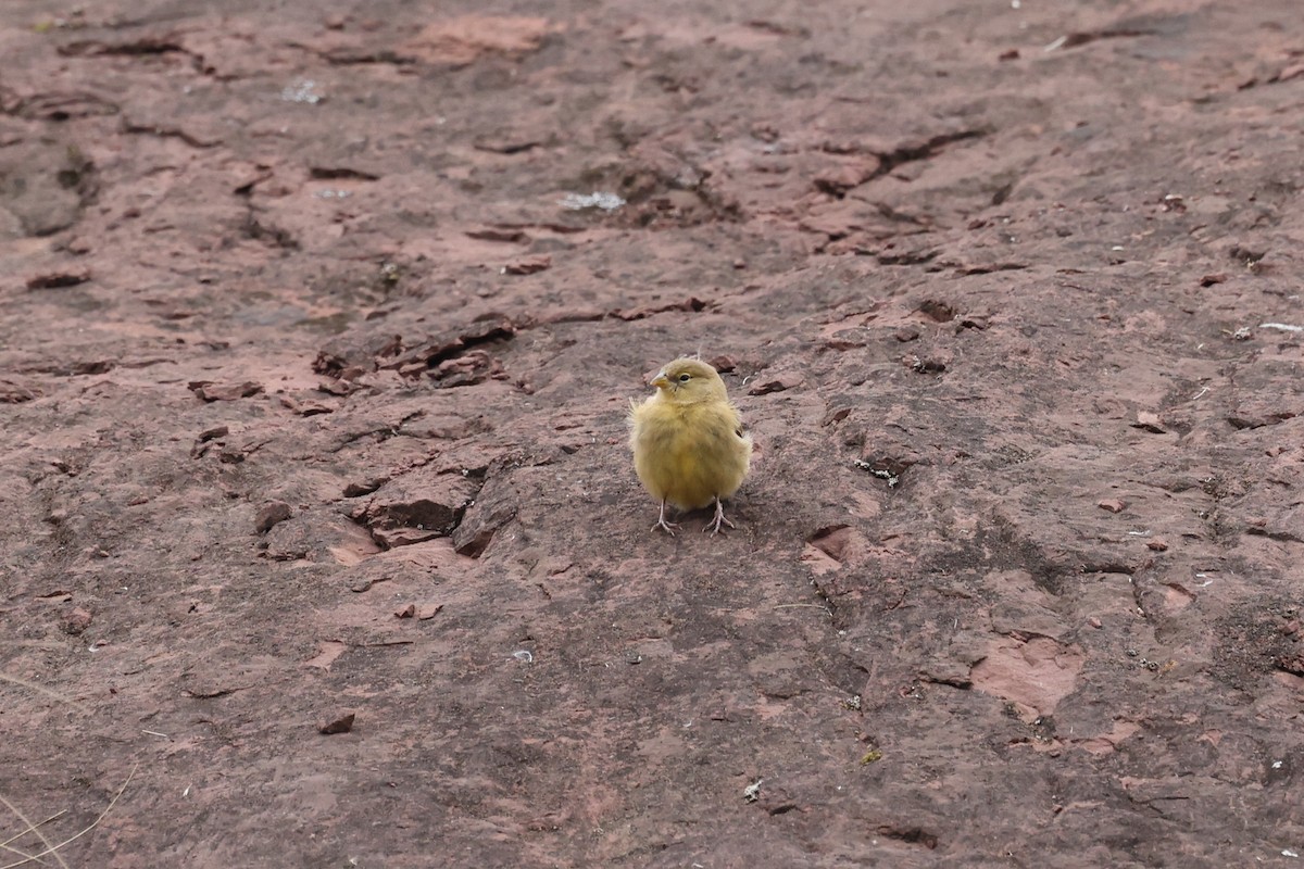 Greenish Yellow-Finch - ML638059859