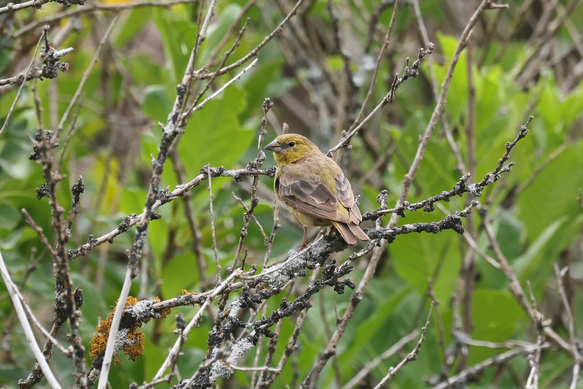 Greenish Yellow-Finch - ML638059860