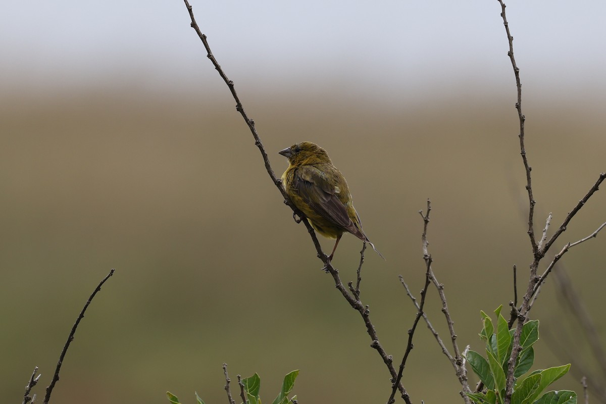 Greenish Yellow-Finch - ML638059861