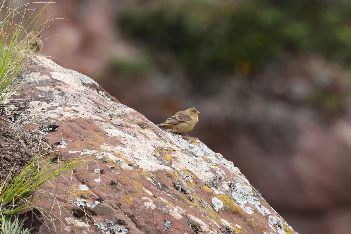 Greenish Yellow-Finch - ML638059862