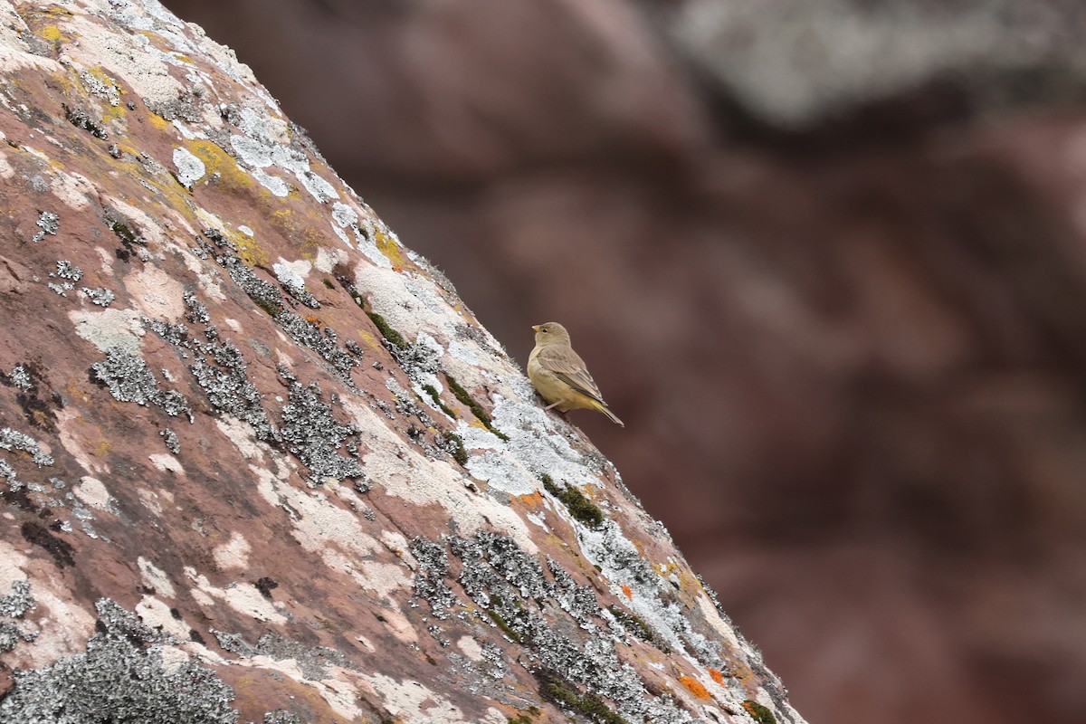 Greenish Yellow-Finch - ML638059863