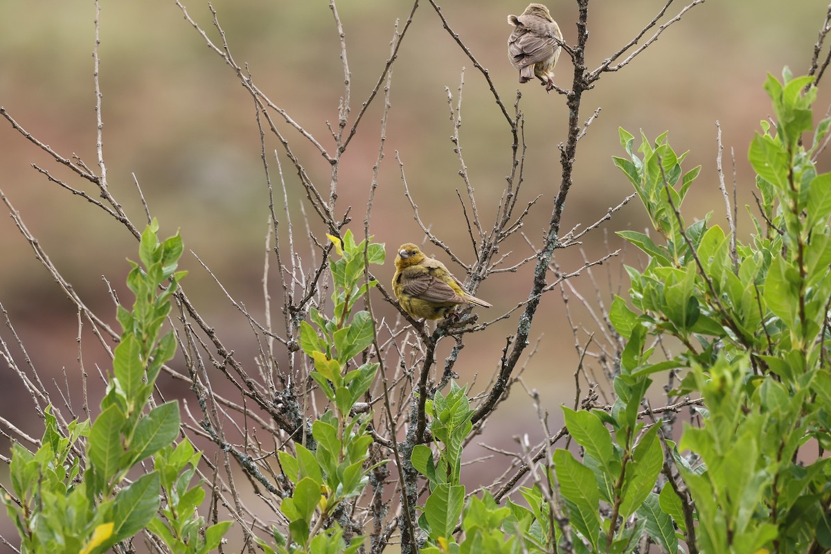 Greenish Yellow-Finch - ML638059864