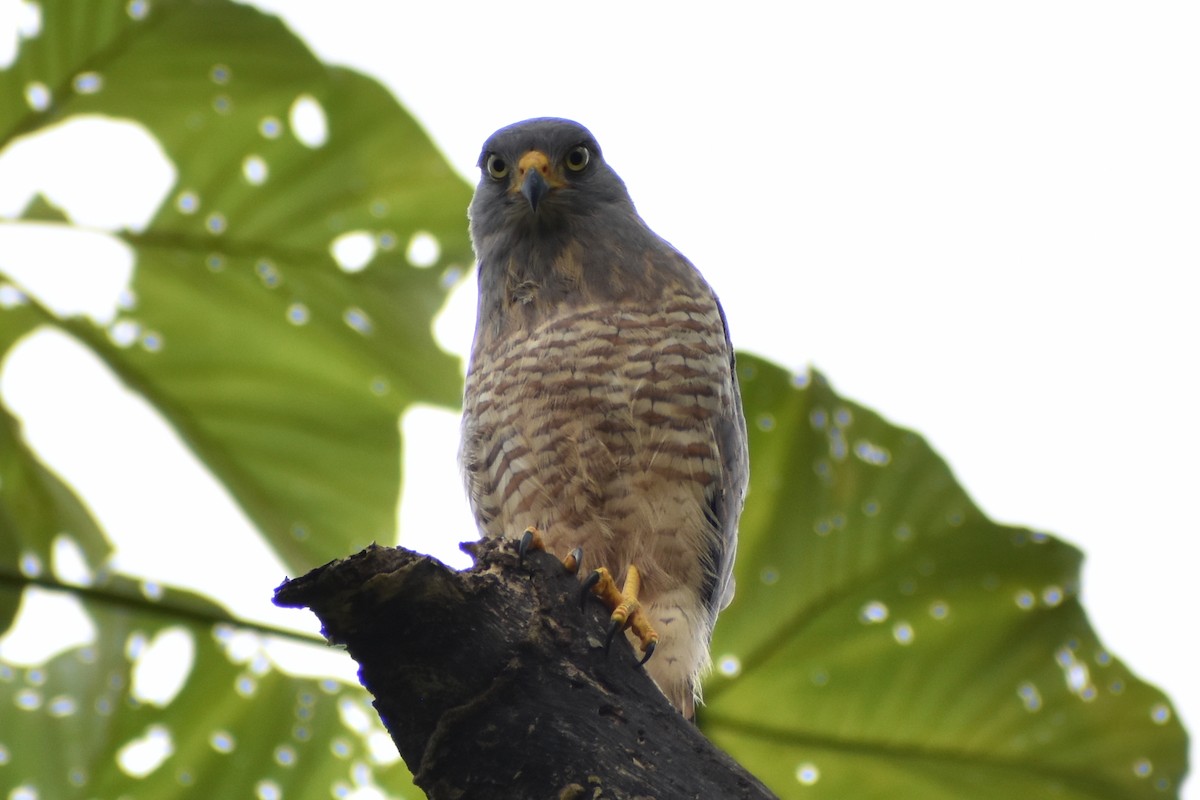 Roadside Hawk - ML638059875