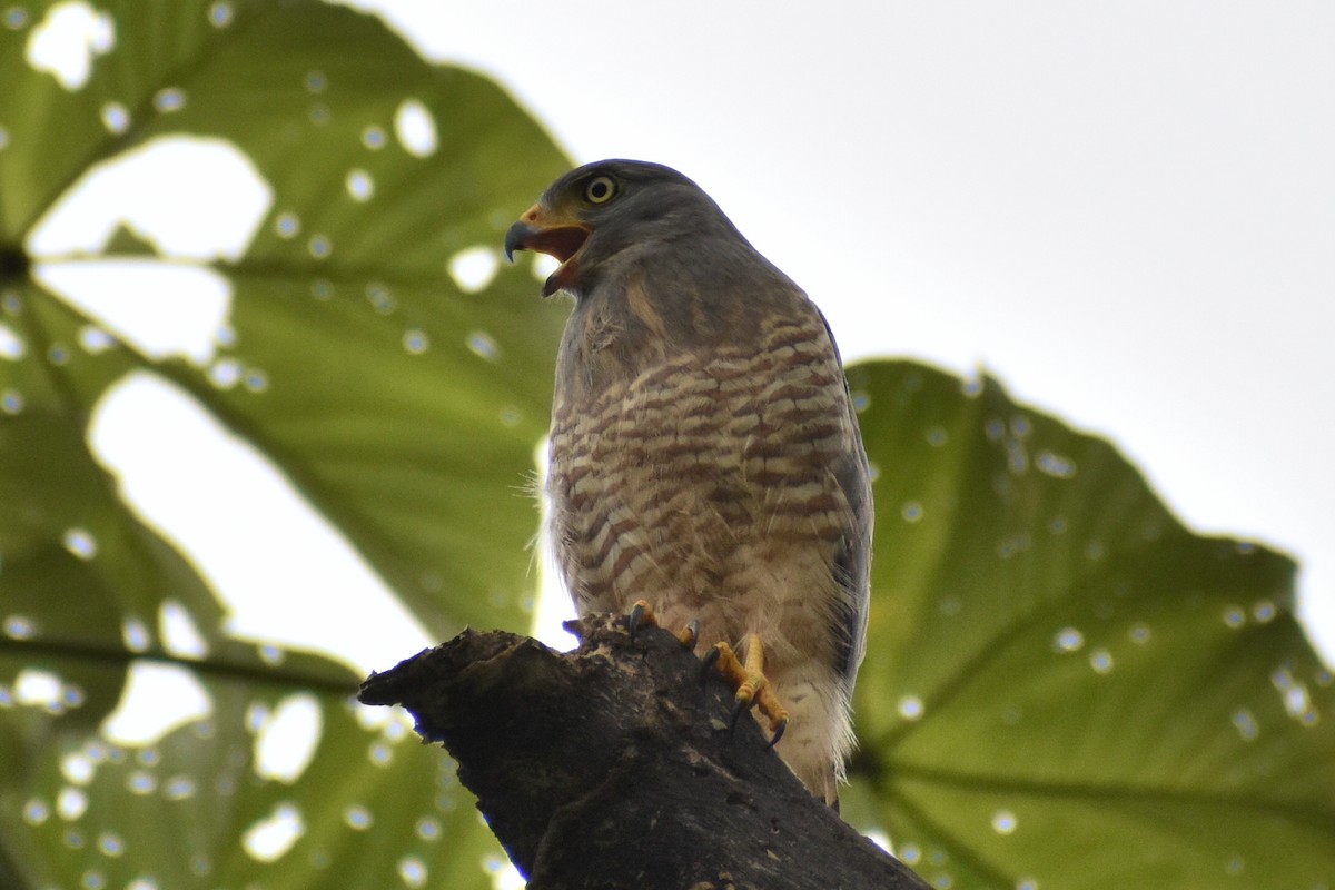 Roadside Hawk - ML638059876