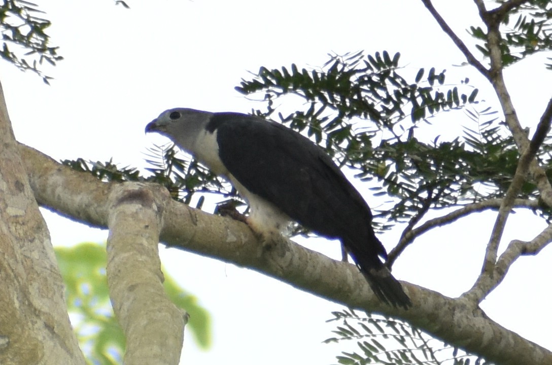 Gray-headed Kite - ML638059877