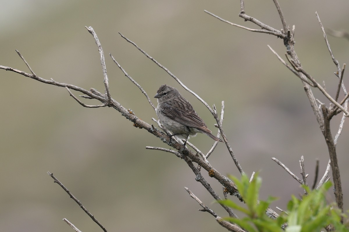 Ash-breasted Sierra Finch - ML638059878