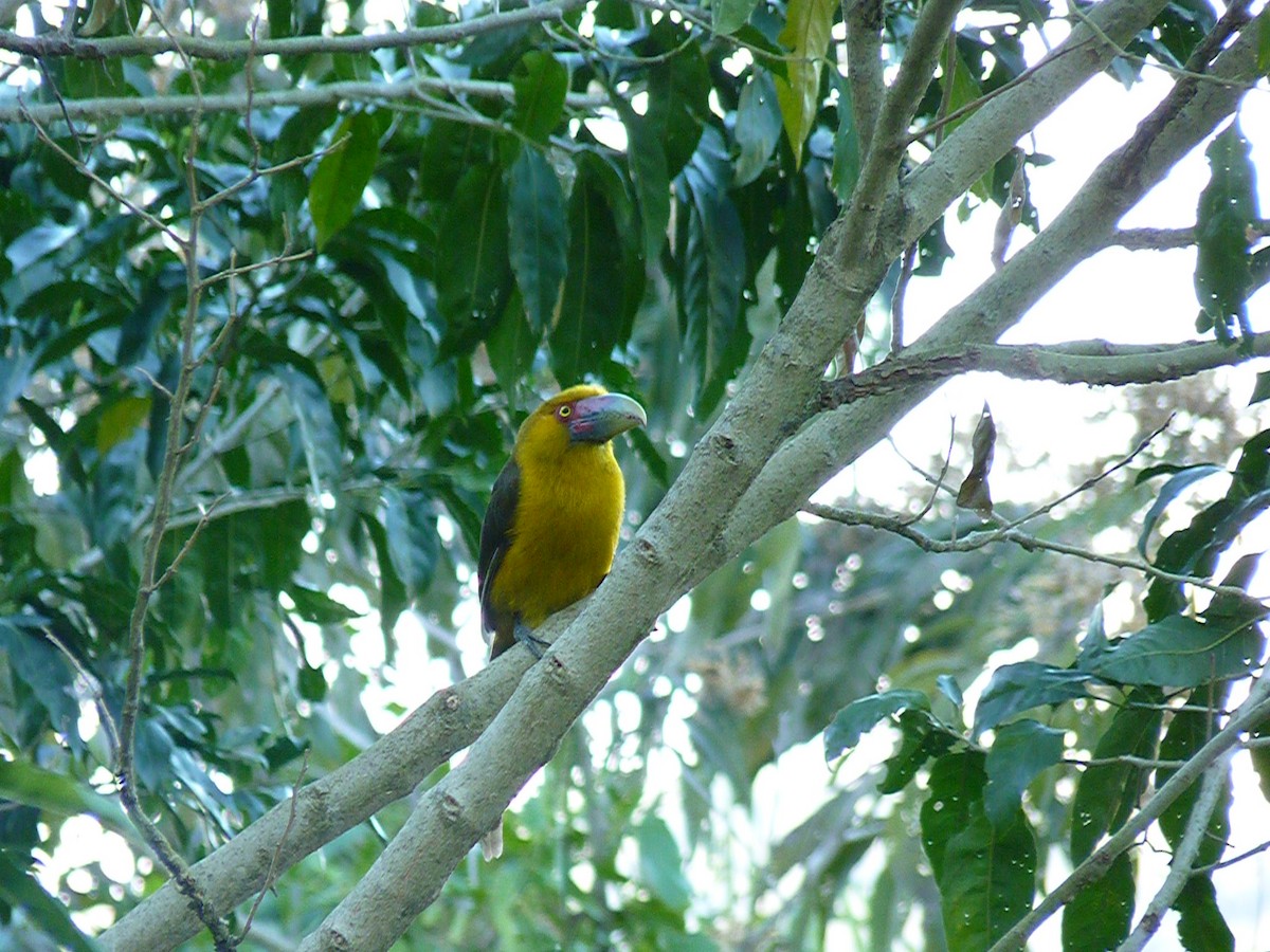 Saffron Toucanet - ML638059880