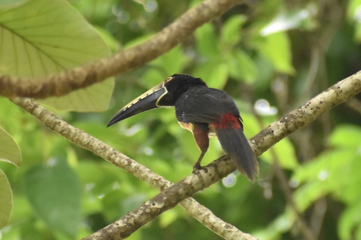 Collared Aracari - ML638059881