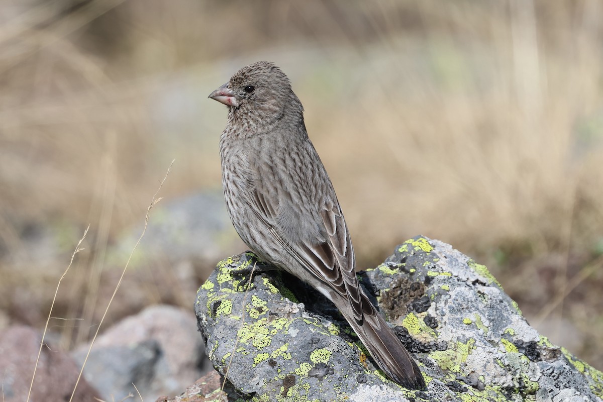 Great Rosefinch - ML638059885