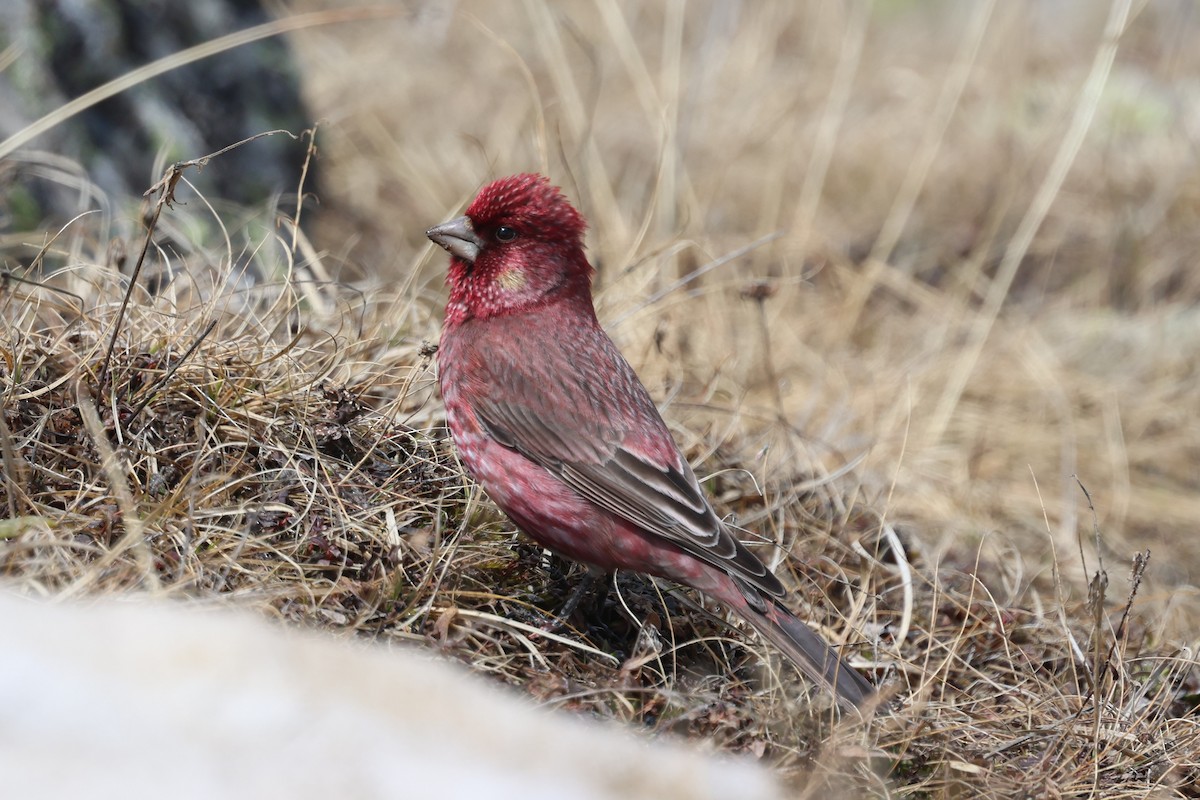 Great Rosefinch - ML638059889