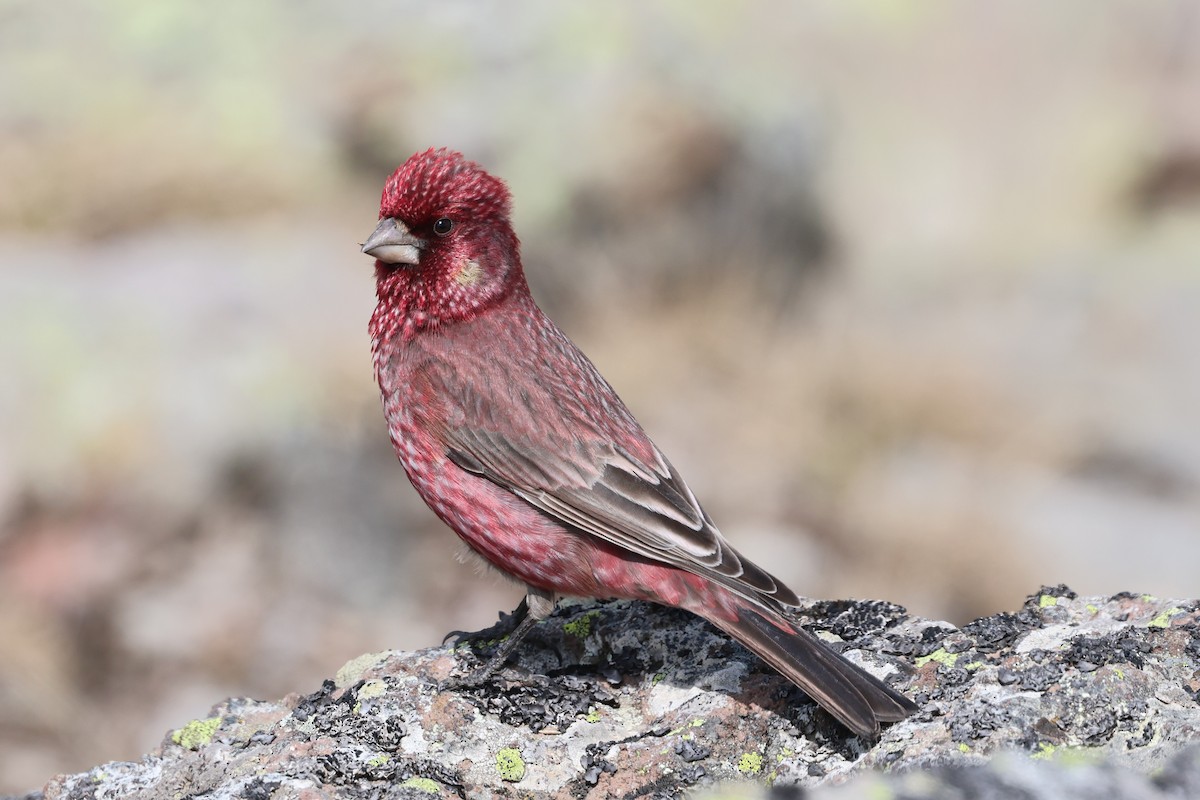 Great Rosefinch - ML638059890