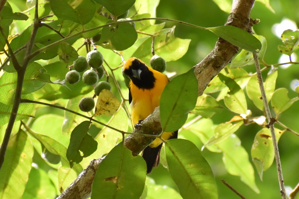 Yellow-backed Oriole - ML638059901