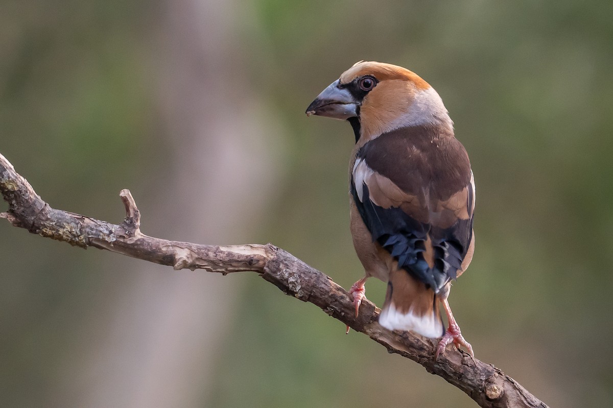 Hawfinch - ML638059922