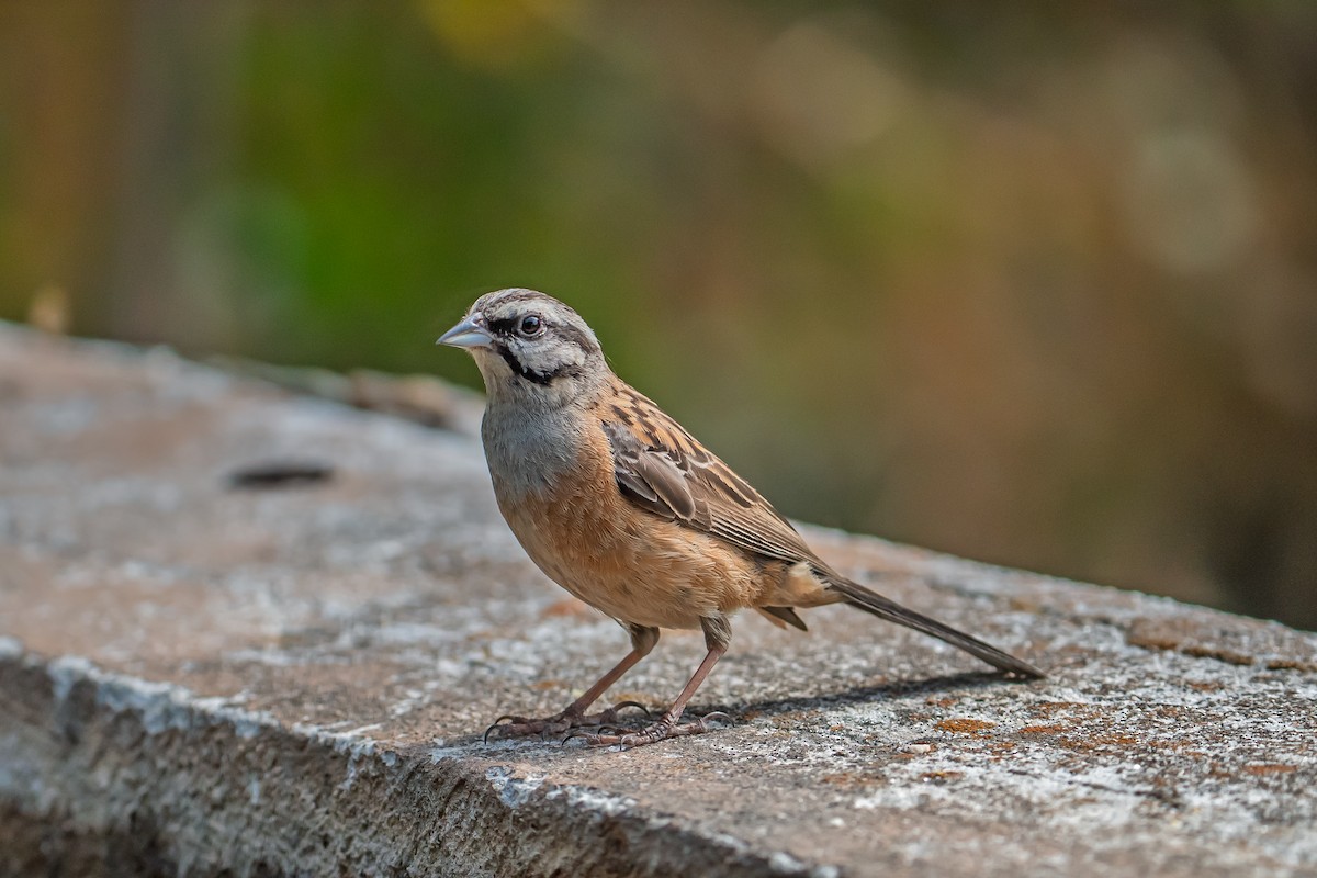 Rock Bunting - ML638059936