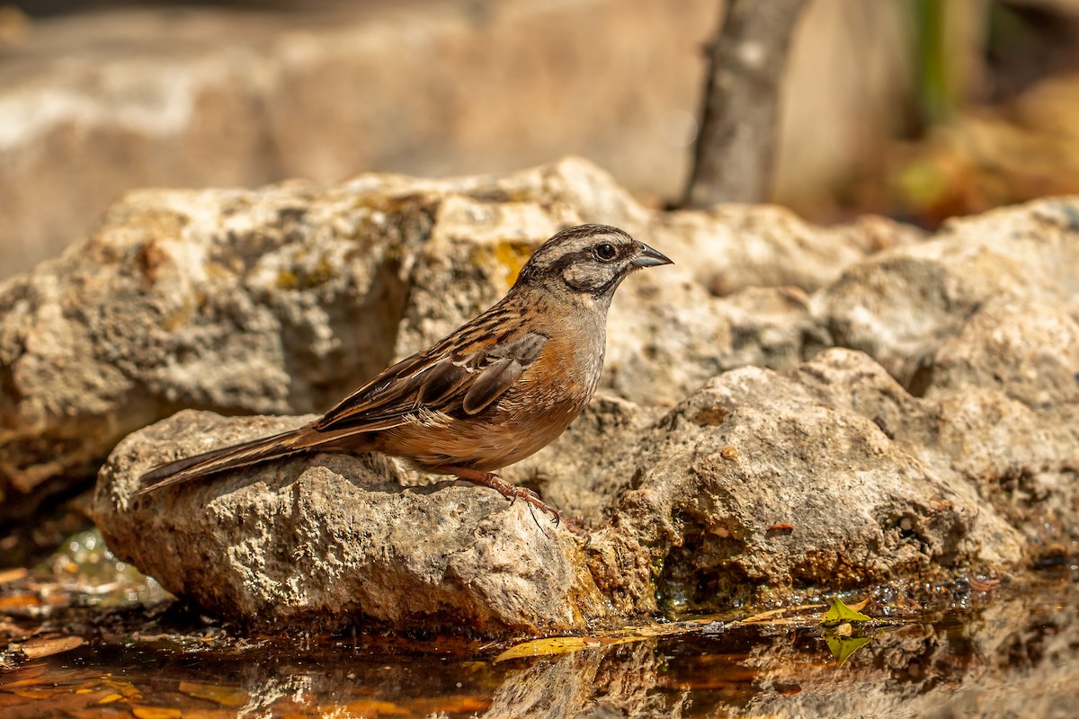 Rock Bunting - ML638059937