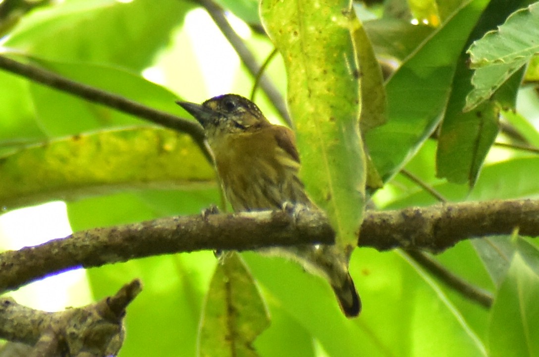 Olivaceous Piculet - ML638059940