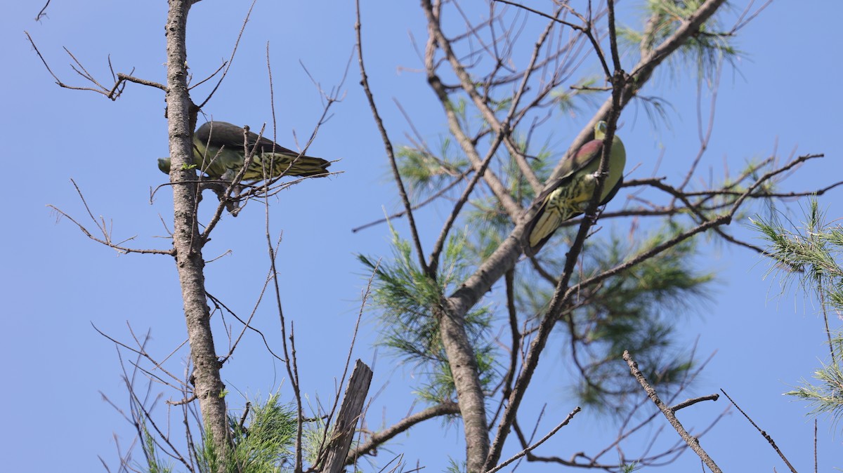 Whistling Green-Pigeon - ML638059942