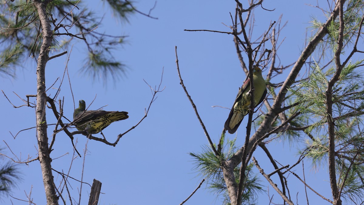 Whistling Green-Pigeon - ML638059951
