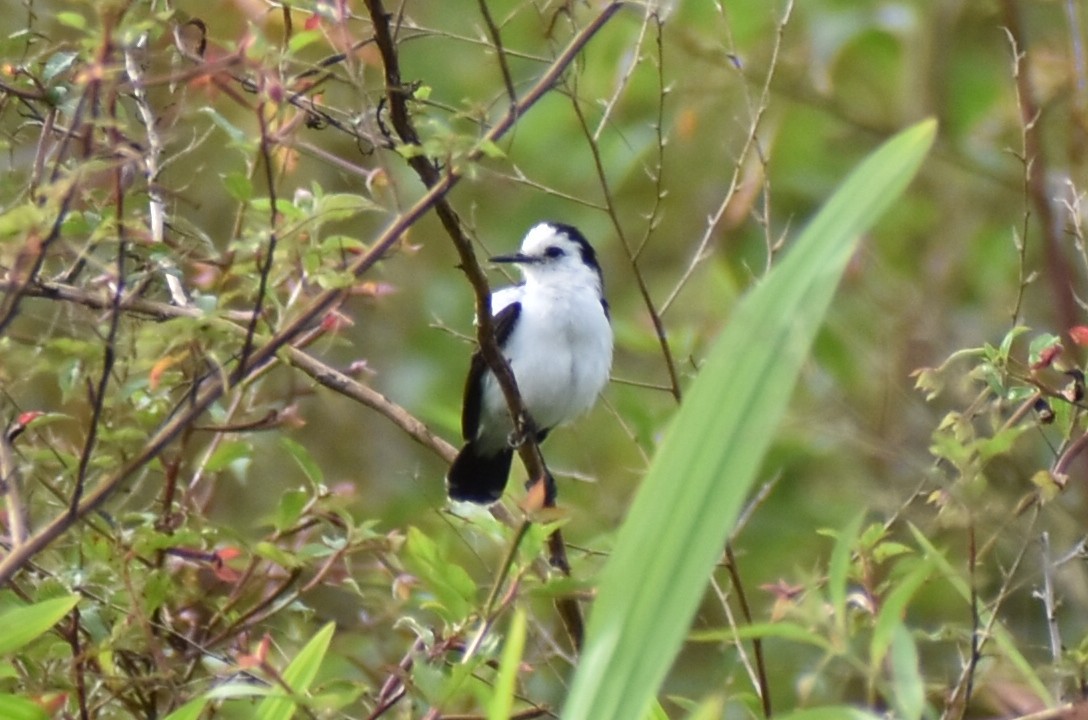 Pied Water-Tyrant - ML638059954