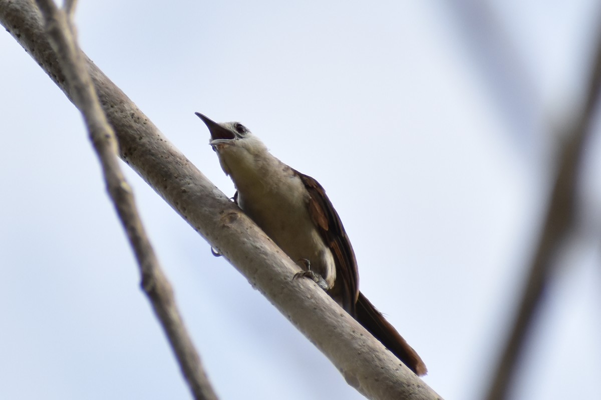 White-headed Wren - ML638059968