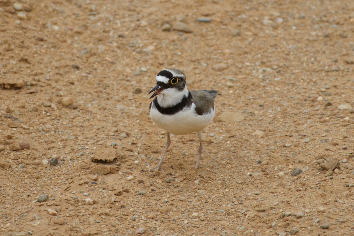 Little Ringed Plover - ML638059980