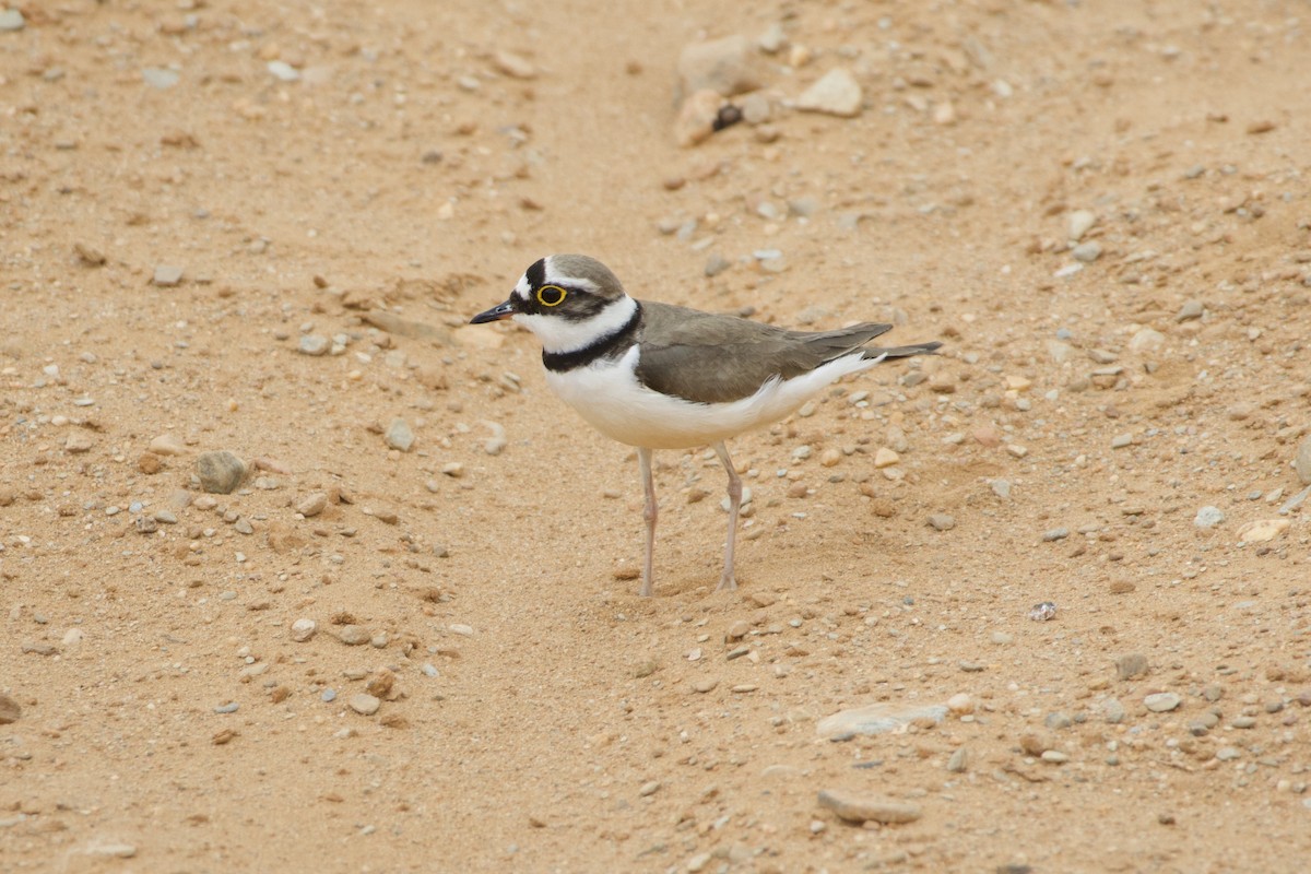 Little Ringed Plover - ML638059981