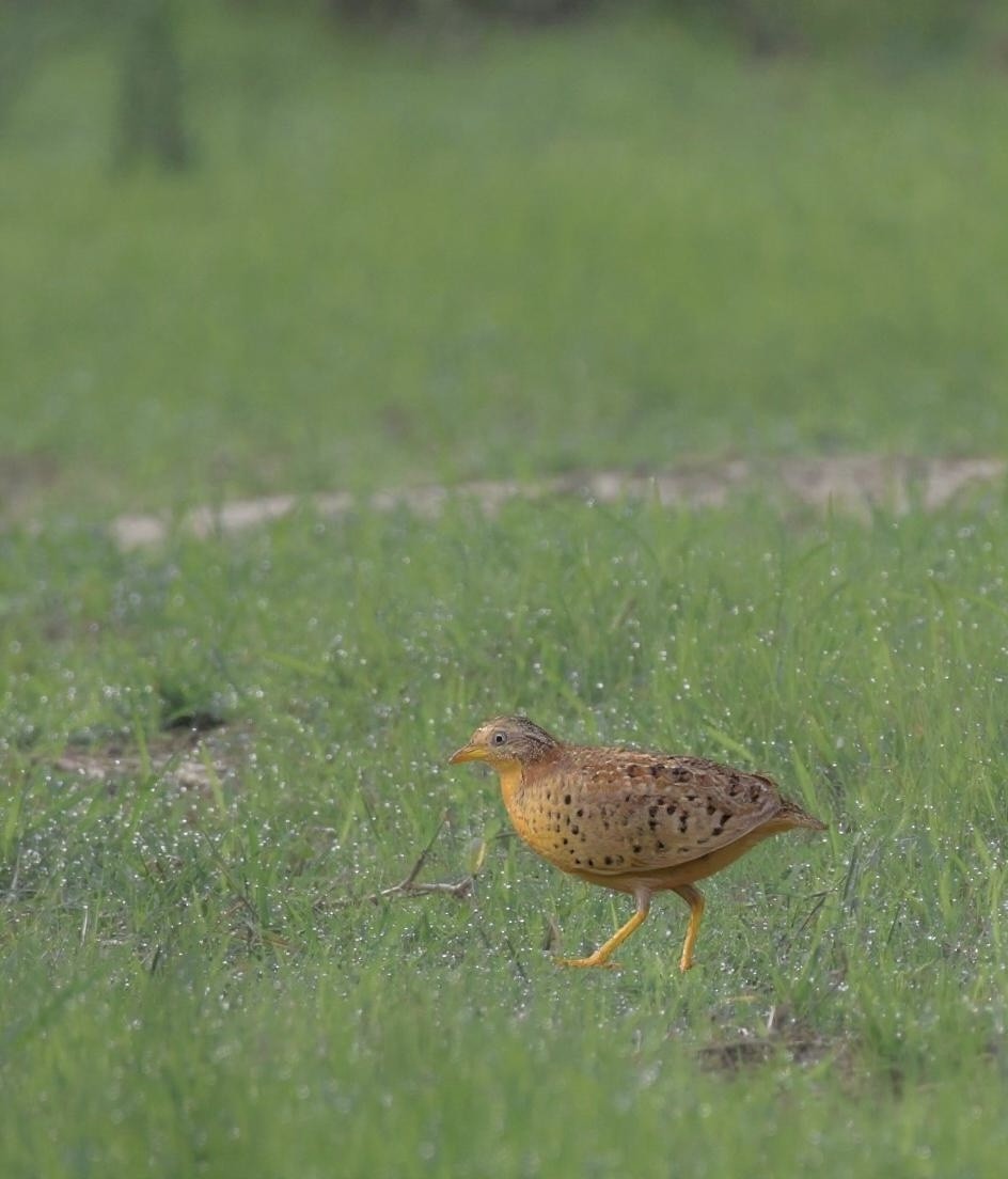 Yellow-legged Buttonquail - ML638060019