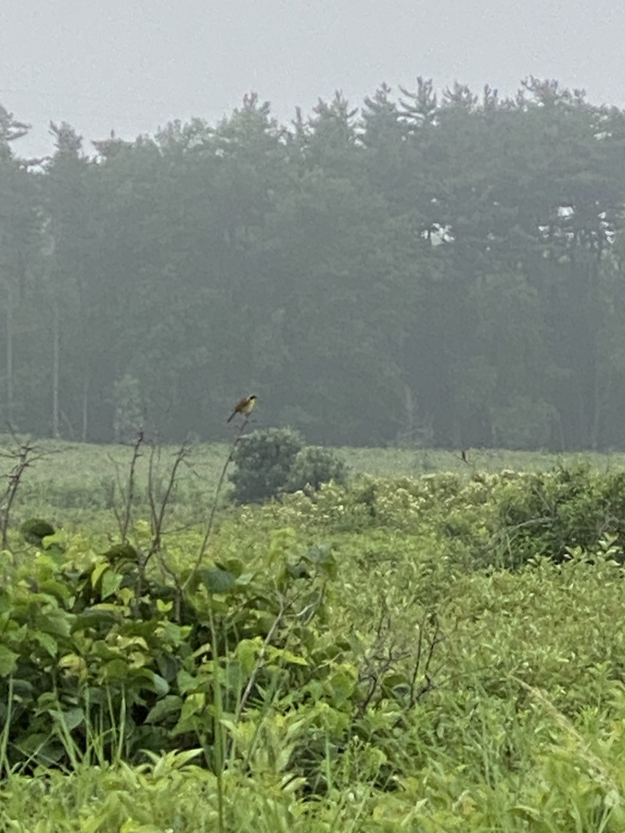Common Yellowthroat - ML638060027