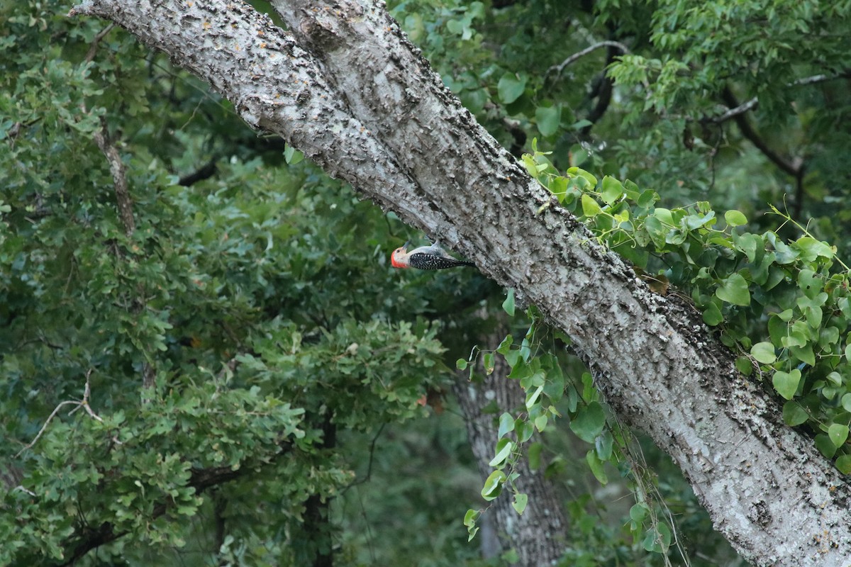 Red-bellied Woodpecker - ML638060046