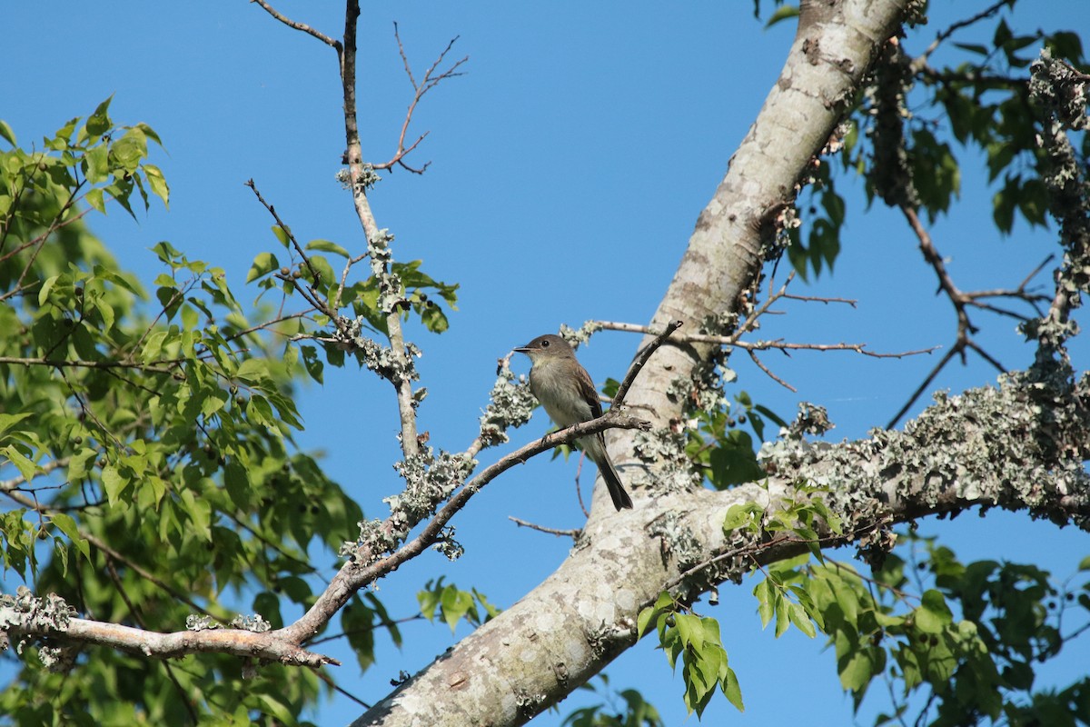 Eastern Phoebe - ML638060050