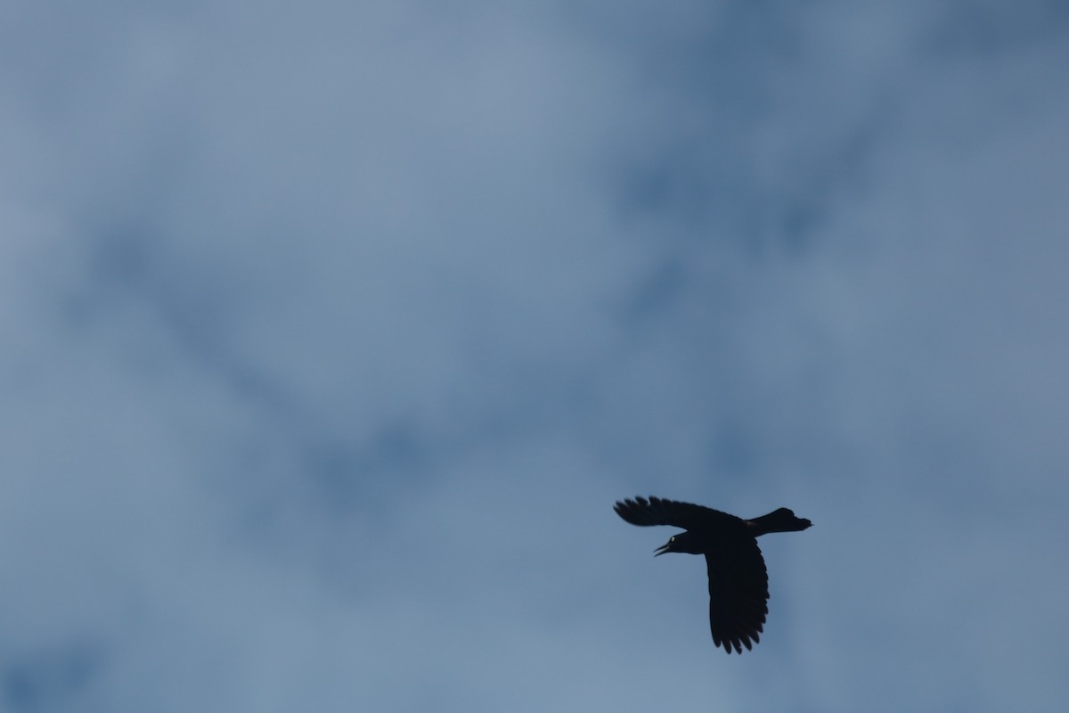 grackle sp. - ML638060061