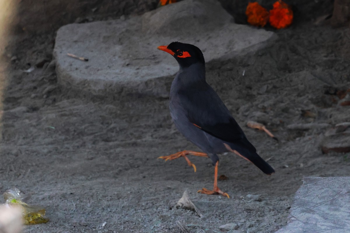 Bank Myna - ML638060066