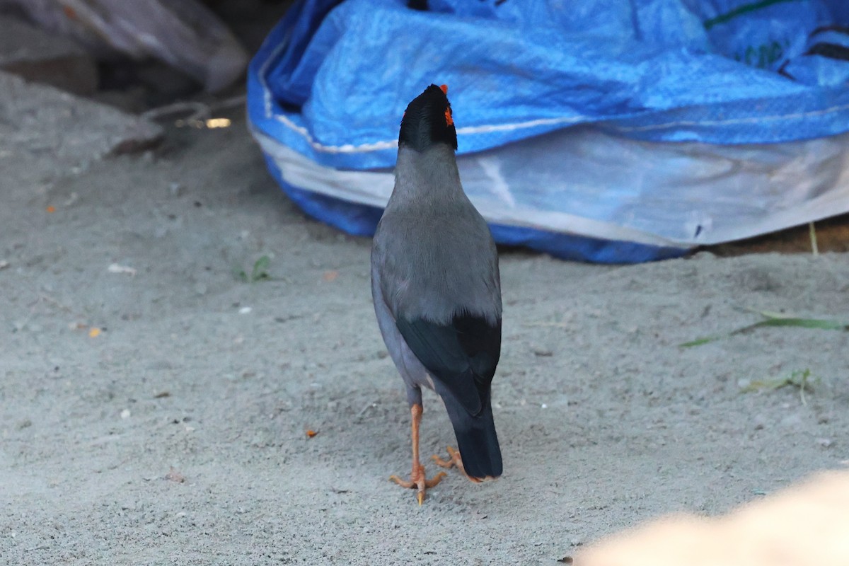Bank Myna - ML638060074