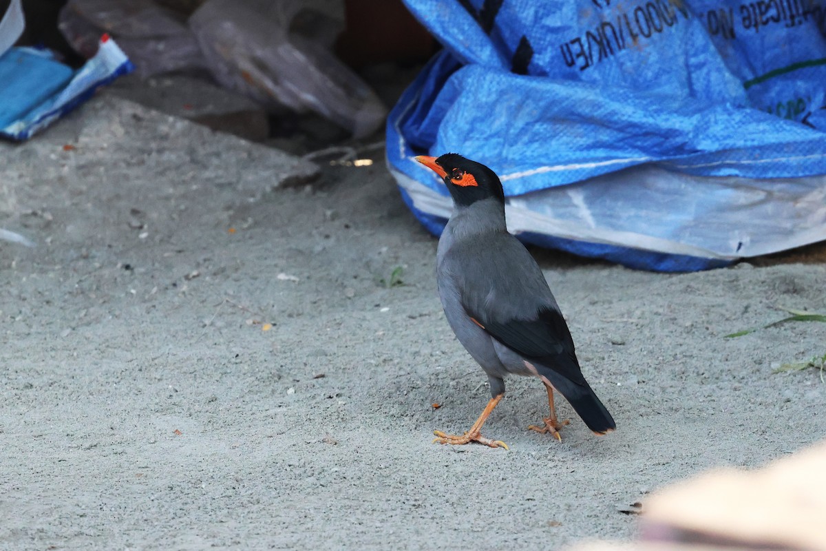 Bank Myna - ML638060075