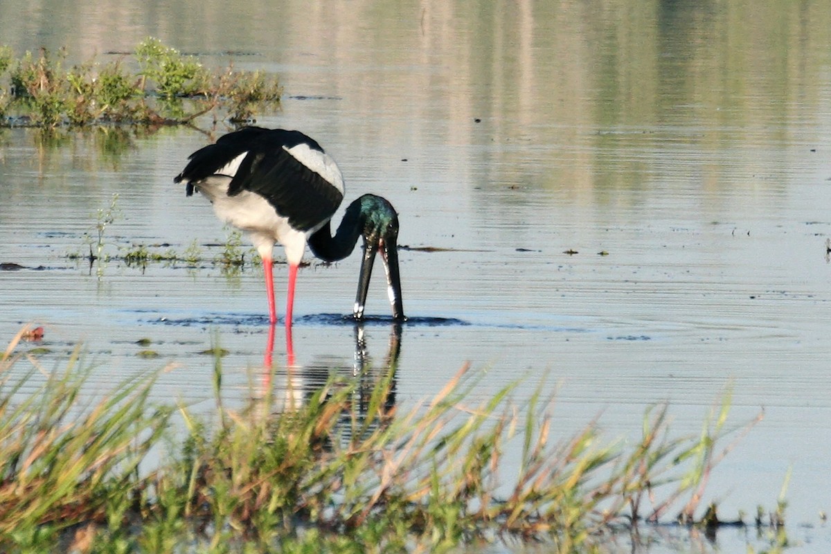 Black-necked Stork - ML638060096