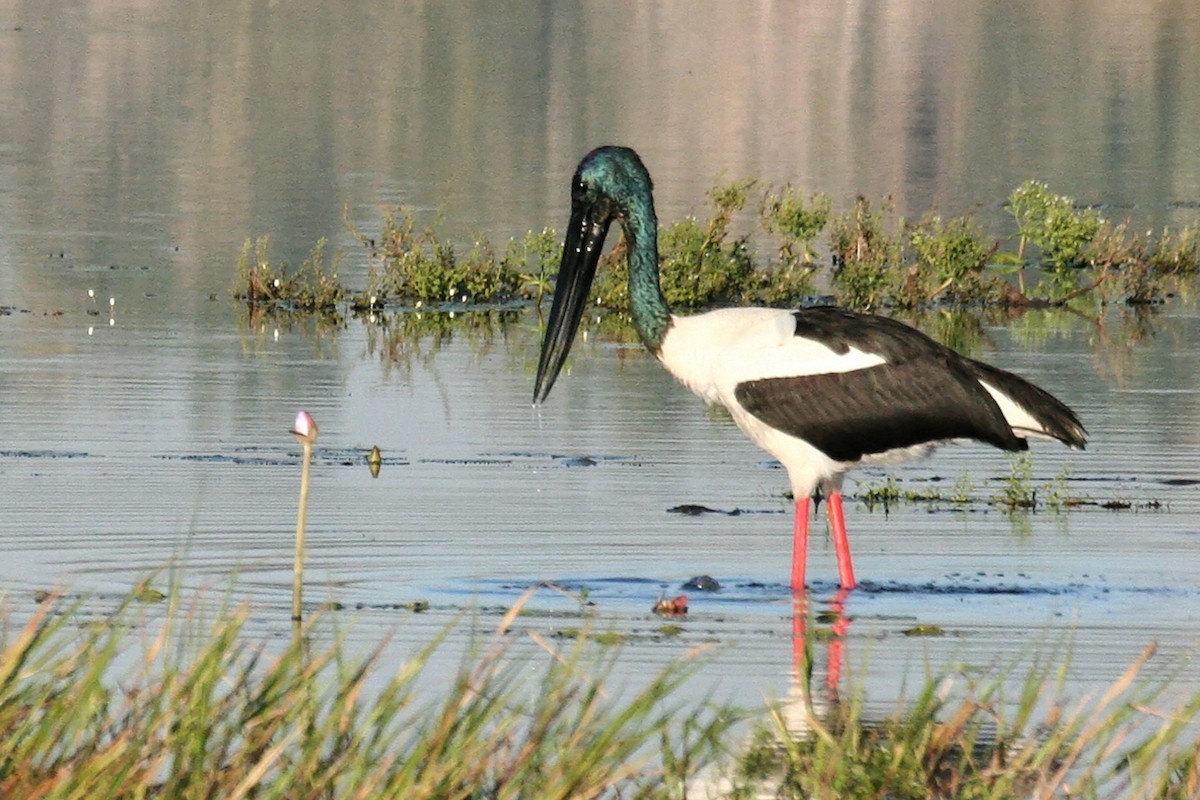 Black-necked Stork - ML638060101