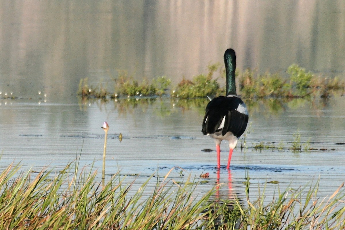 Black-necked Stork - ML638060103