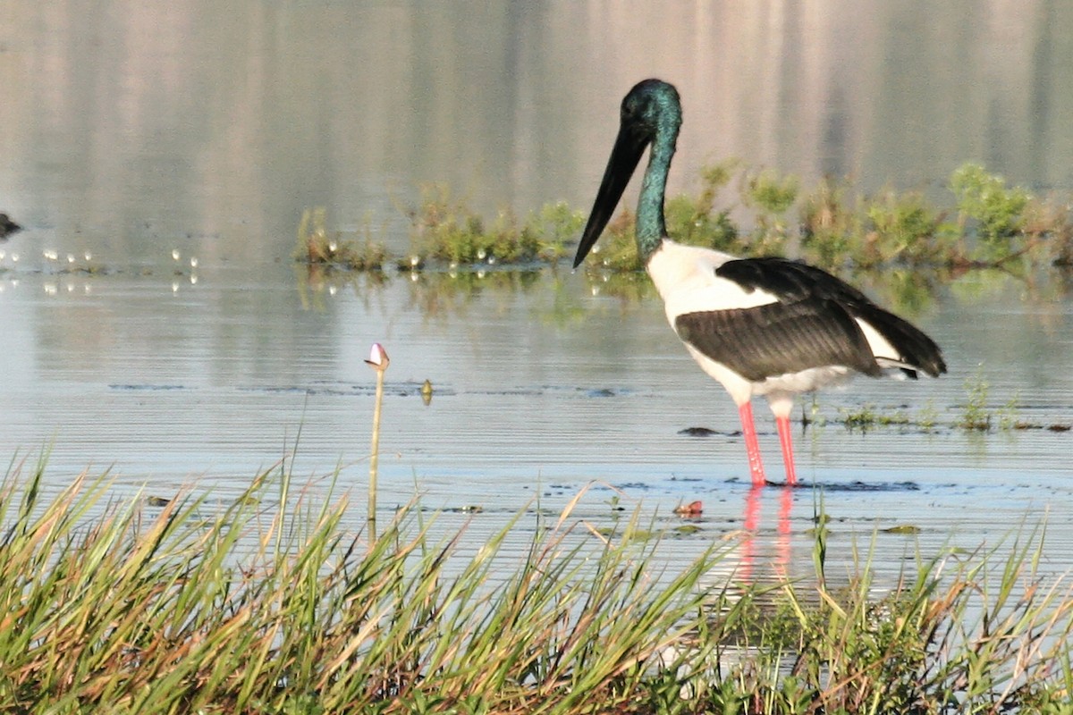 Black-necked Stork - ML638060104