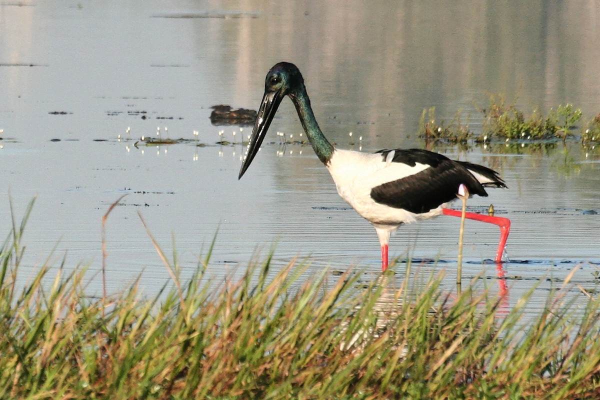 Black-necked Stork - ML638060110