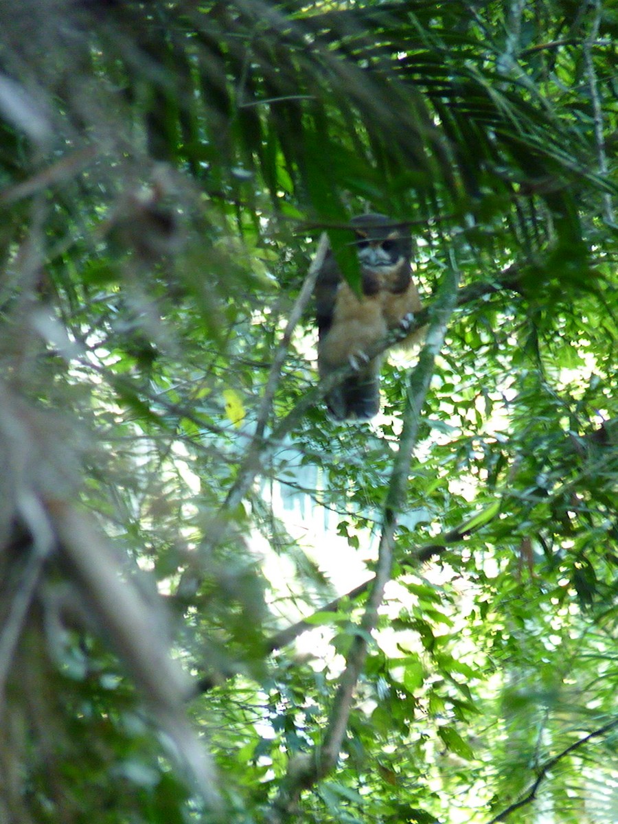 Tawny-browed Owl - ML638060111