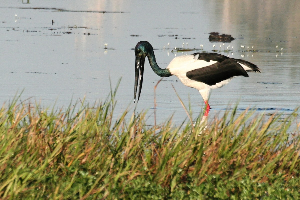 Black-necked Stork - ML638060113