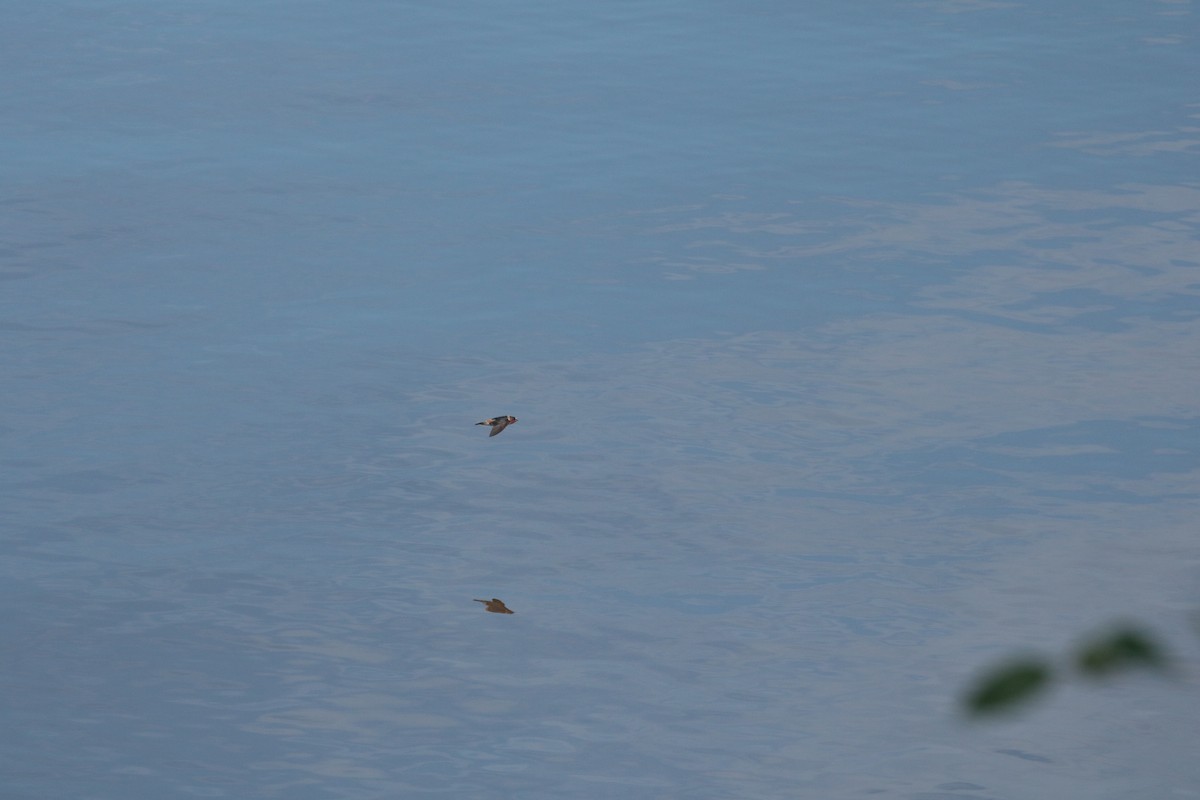 Cliff Swallow - ML638060125