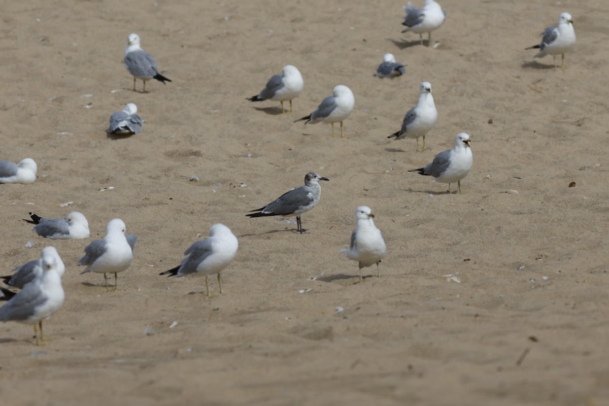 Laughing Gull - ML638060127