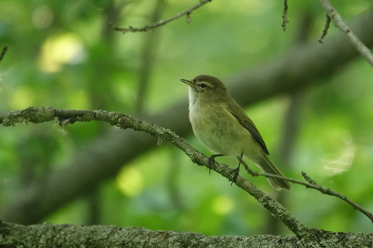 Mountain Chiffchaff - ML638060128