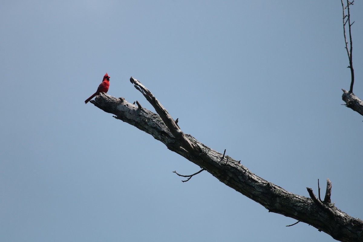 Northern Cardinal - ML638060132