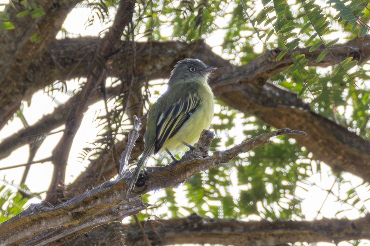 Red-billed Tyrannulet - ML638060134