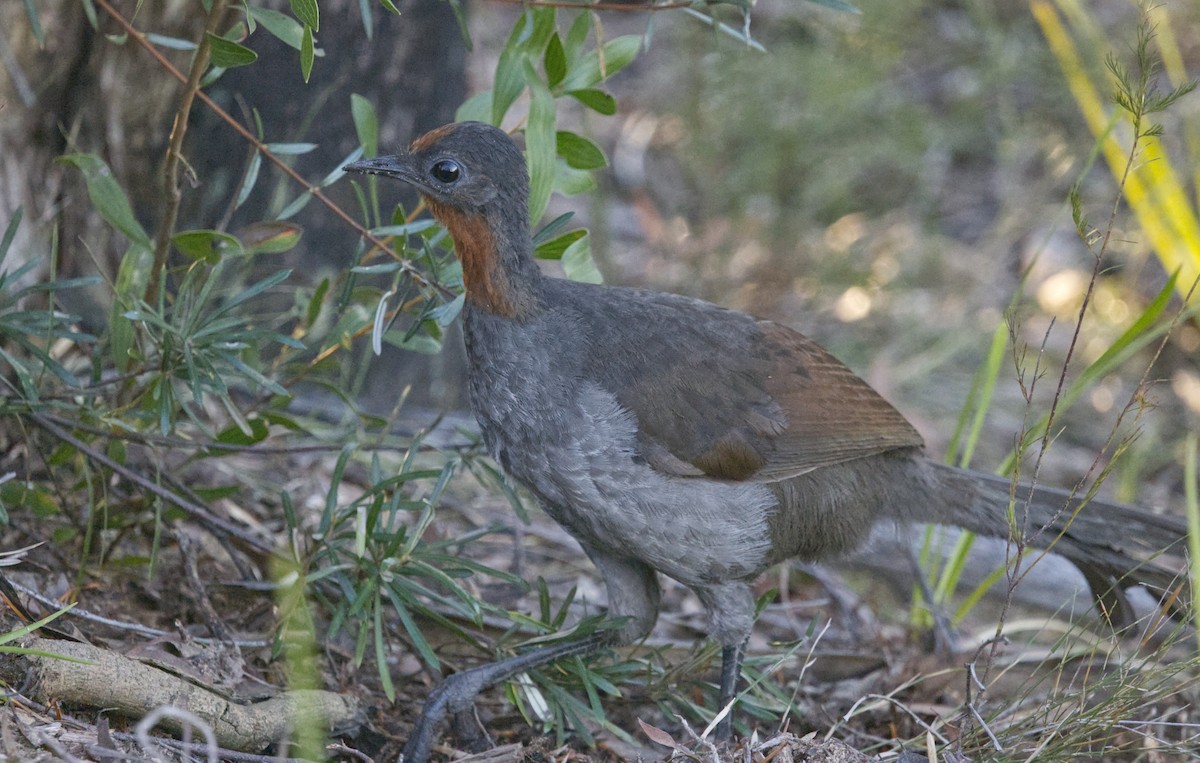 Superb Lyrebird - ML638060148